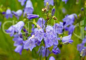 Flowers bell closeup