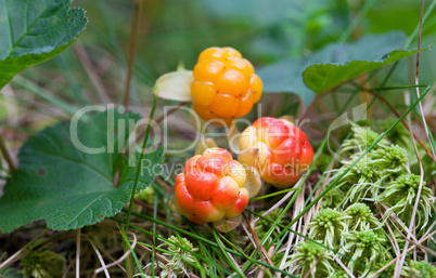 Cloudberry closeup in summer. Fresh wild fruit