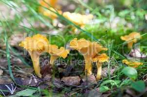 Chanterelle in the grass