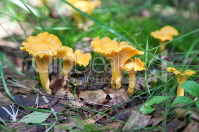 Chanterelle in the grass