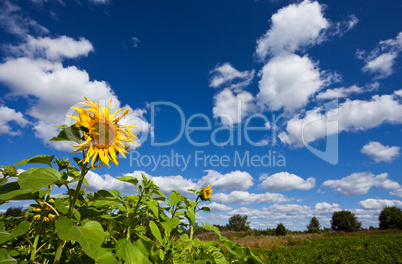 Beautiful sunflowers against blue sky