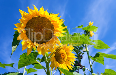 Beautiful yellow sunflowers against blue sky