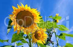 Beautiful yellow sunflowers against blue sky