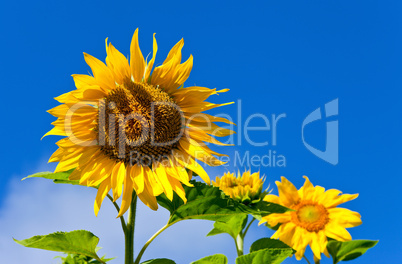 Beautiful sunflowers against blue sky