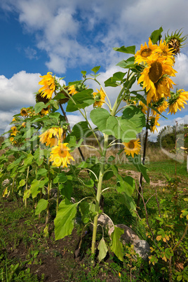 Beautiful sunflowers in the field against blue sky