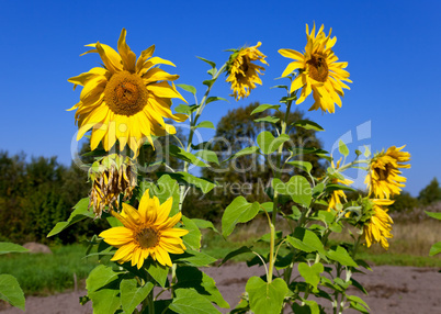 Beautiful sunflowers against blue sky