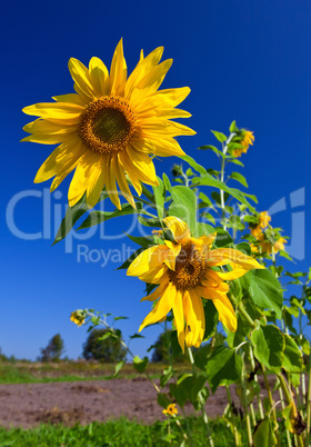 Beautiful sunflowers against blue sky