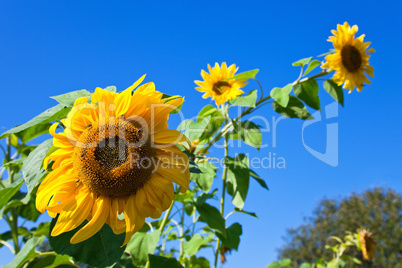 Beautiful sunflowers against blue sky