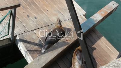 Sea Lion Rolling Deck