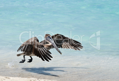 Hovering Pelican