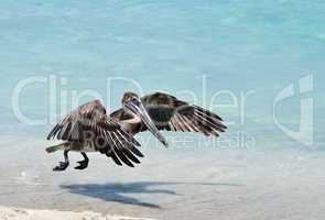 Hovering Pelican