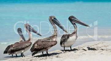 Pelican Quartet