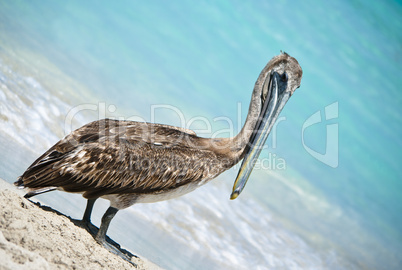 Posing Pelican