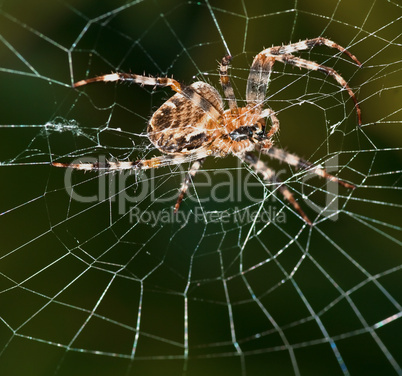 Spider in web