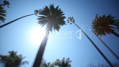 Palm Tree Drive
