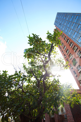 tangerine tree in the background of a skyscraper