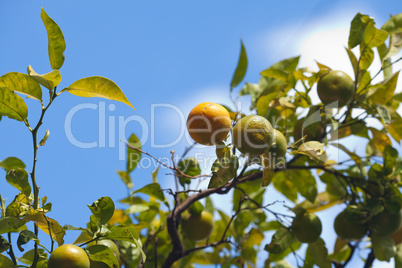 tangerine tree and  madarin against the blue sky