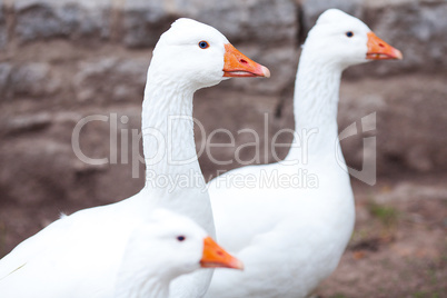 beautiful white geese in nature