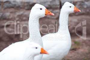 beautiful white geese in nature