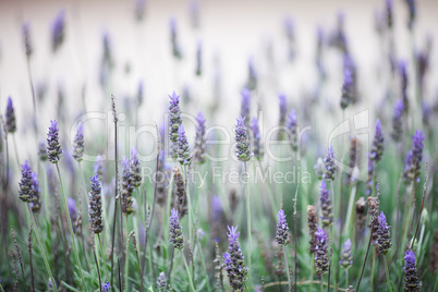 background of the beautiful purple lavender flowers