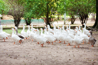 beautiful white geese in nature