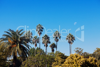 palm trees against the blue southern sky and the moon