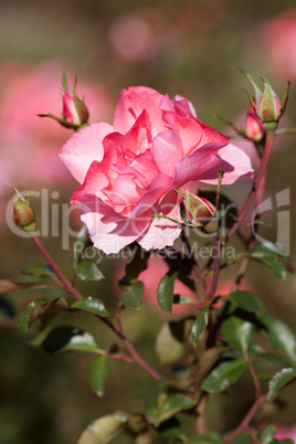 background of beautiful roses in the garden