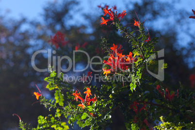 red orange flowers against the blue sky