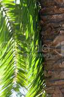 leaf of palm tree in sunlight