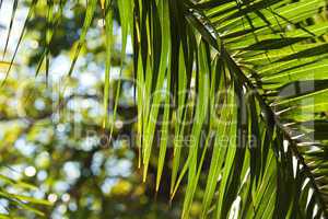 leaf of palm tree in sunlight