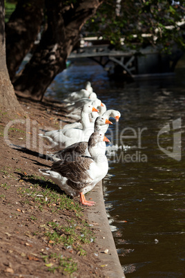 beautiful white geese in nature