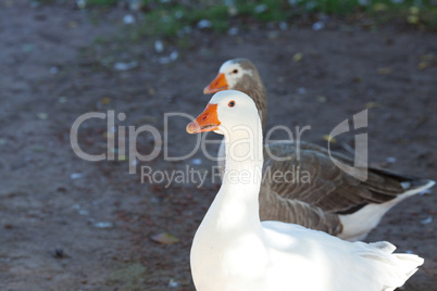 beautiful white geese in nature