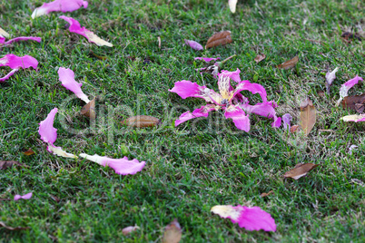 Beautiful purple flowers on a background of green grass