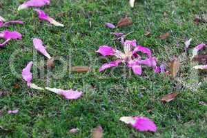 Beautiful purple flowers on a background of green grass