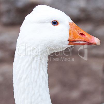 beautiful white geese in nature