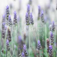 background of the beautiful purple lavender flowers