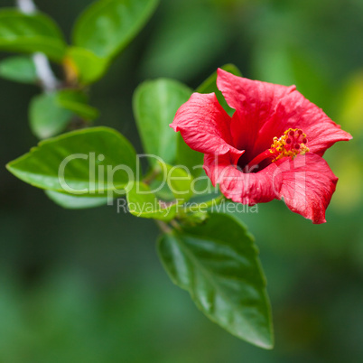 Chinese red rose on a green tree