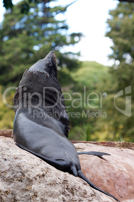 sea lion at the zoo on the rocks