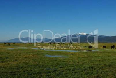 Meadows, cattle and mountains, Oregon