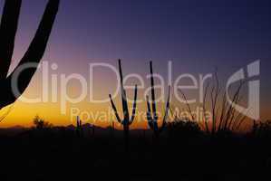 Saguaros at sunset, Arizona