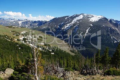 Dry trees, forests and high Rockies, Colorado