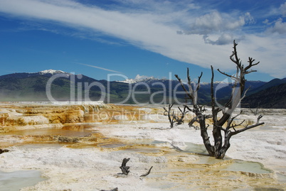 Dry trees, Yellowstone National Park, Wyoming