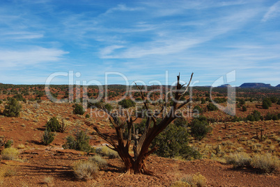 Dry tree, red and green high plains, Utah