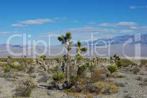 Joshuas and yuccas, vast desert and high mountains near Mount Charleston, Nevada