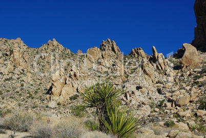 Yucca and bizarre rocks near Christmas Tree Pass, Nevada