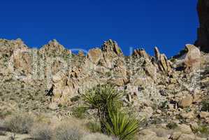Yucca and bizarre rocks near Christmas Tree Pass, Nevada