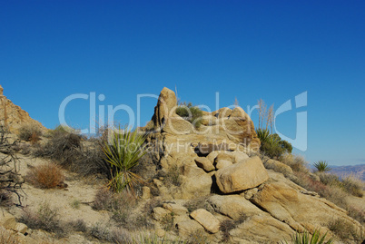 Yucca and rocks with a view, Nevada