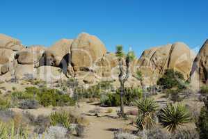Yuccas, Joshuas, rocks and blue sky, Joshua Tree National Park, California