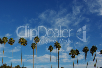 Palms high into a beautiful sky, Santa Barbara, California