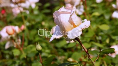 Roses in garden, Rosas en jardín